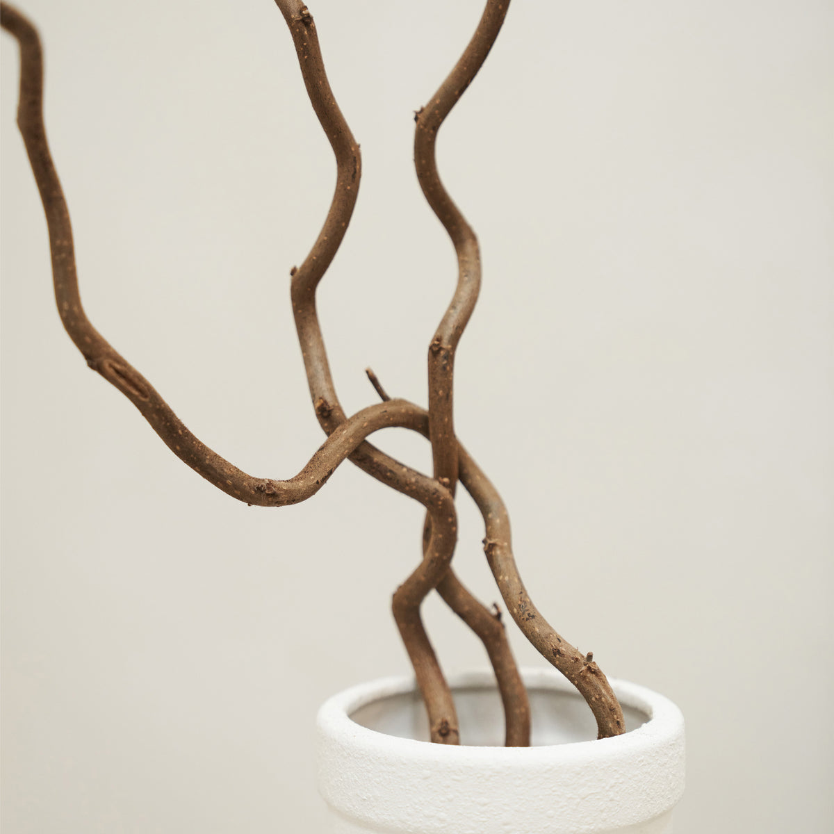 Three irregular branches climbing out of a vase
